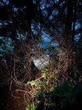 The door plug being found hanging in a tree (Photo: NTSB)